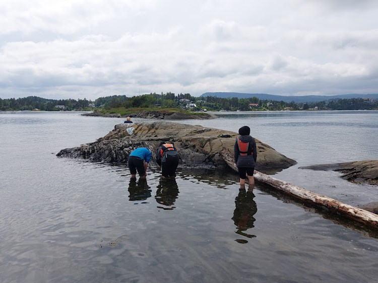 Elever leter etter krabber og blåskjell i sjøen