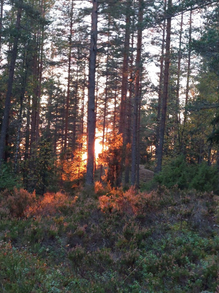 Solnedgang i skogen